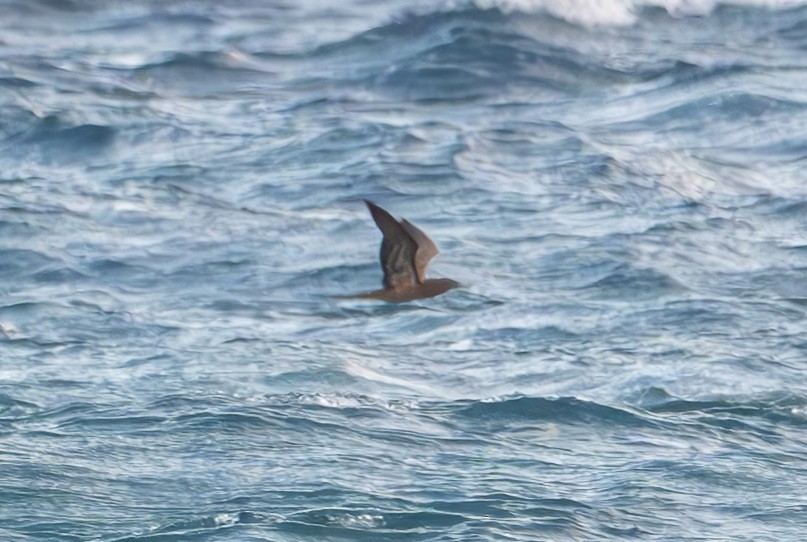 Brown Booby - ML646237348