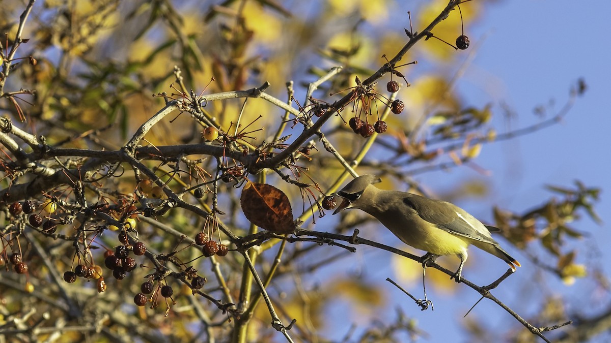 Cedar Waxwing - ML646237351