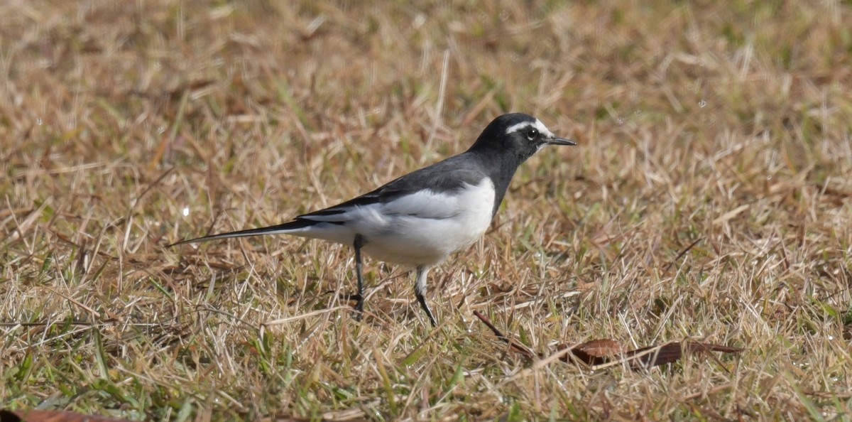 Japanese Wagtail - ML646237352