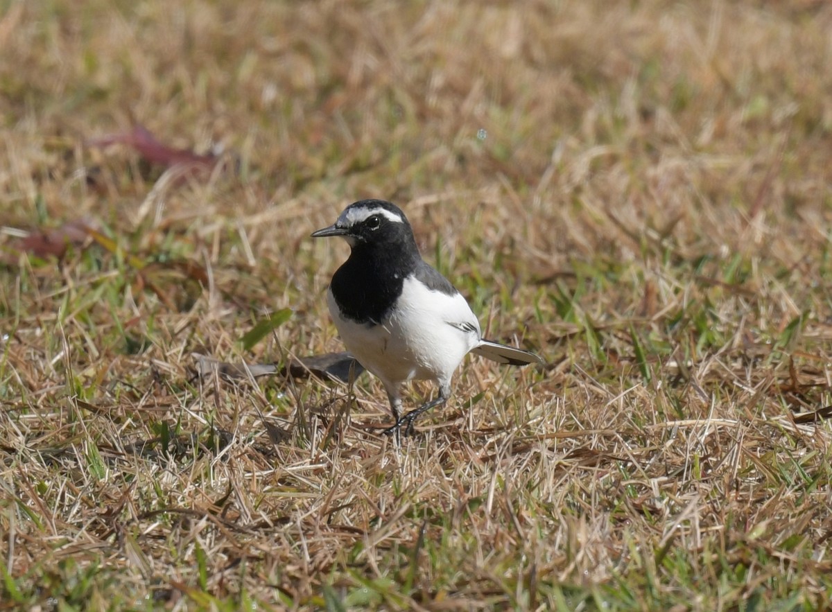 Japanese Wagtail - ML646237353