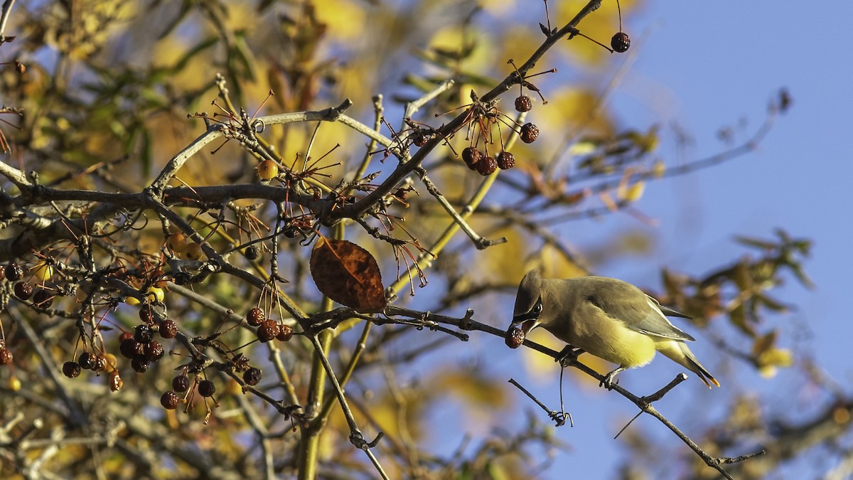 Cedar Waxwing - ML646237354