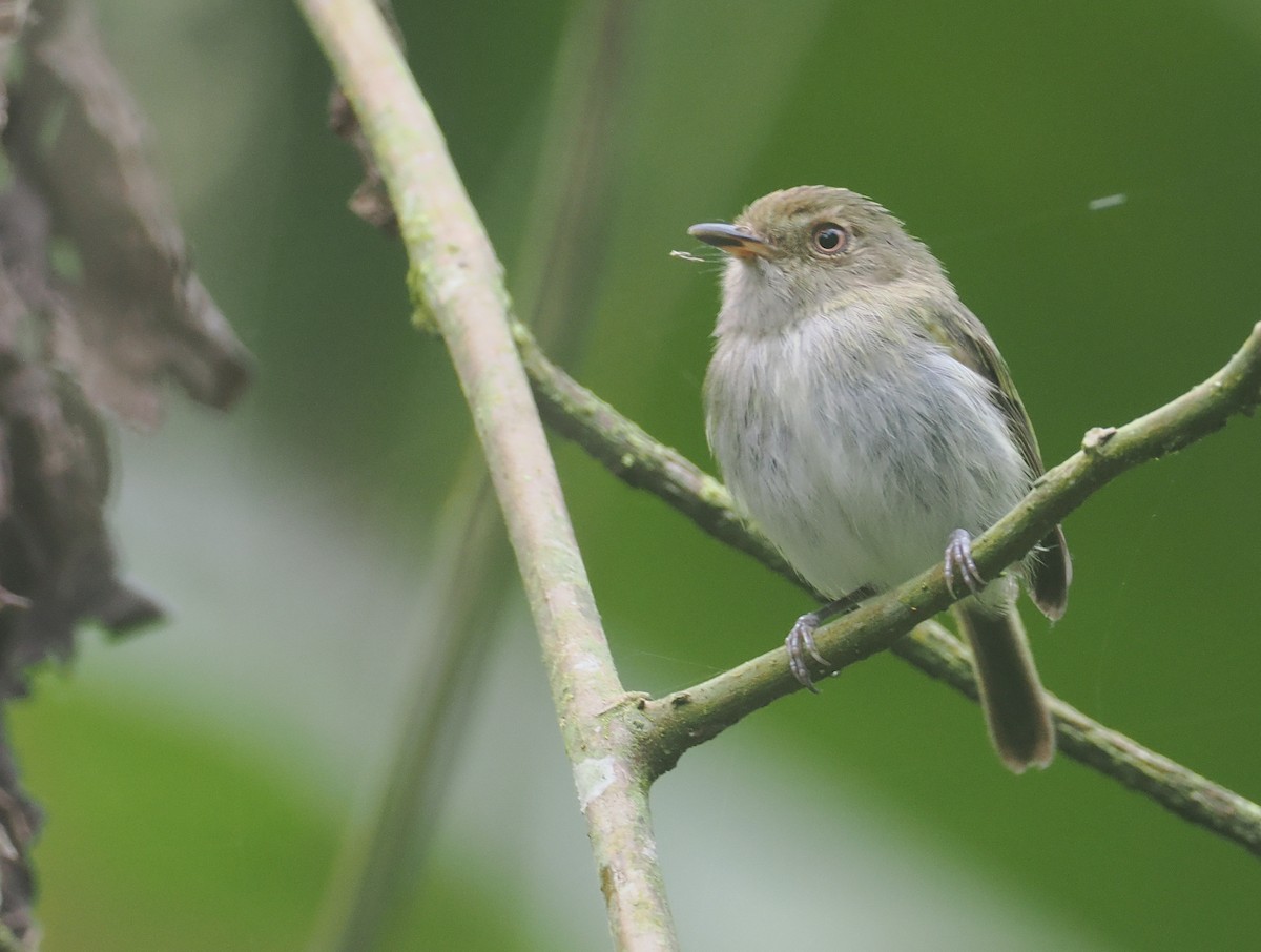 Yungas Tody-Tyrant - ML646237355