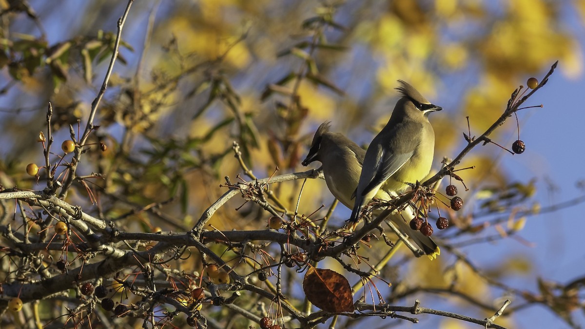 Cedar Waxwing - ML646237356