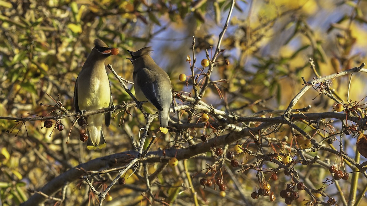 Cedar Waxwing - ML646237357