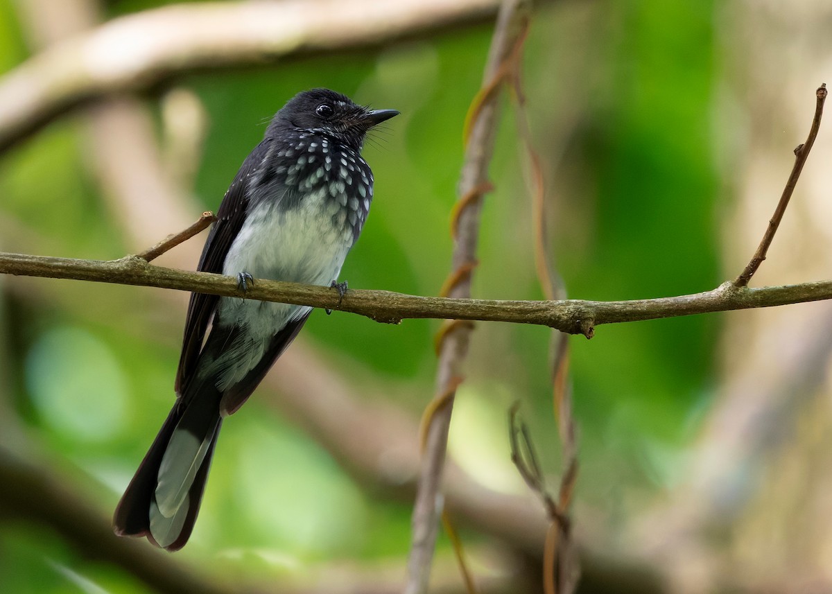 Spotted Fantail - ML646237361