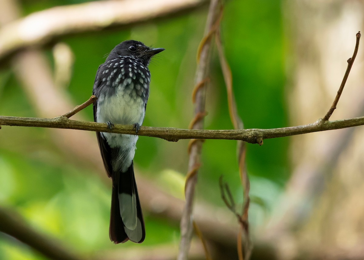 Spotted Fantail - ML646237363