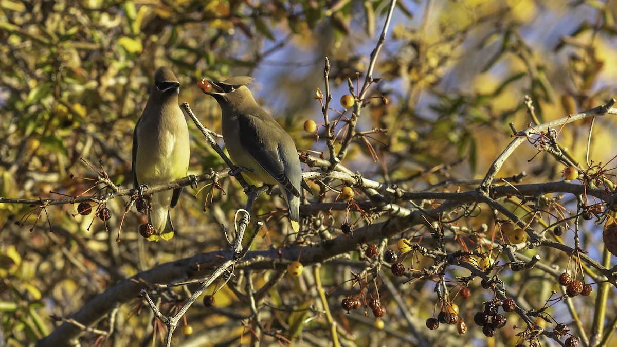 Cedar Waxwing - ML646237364