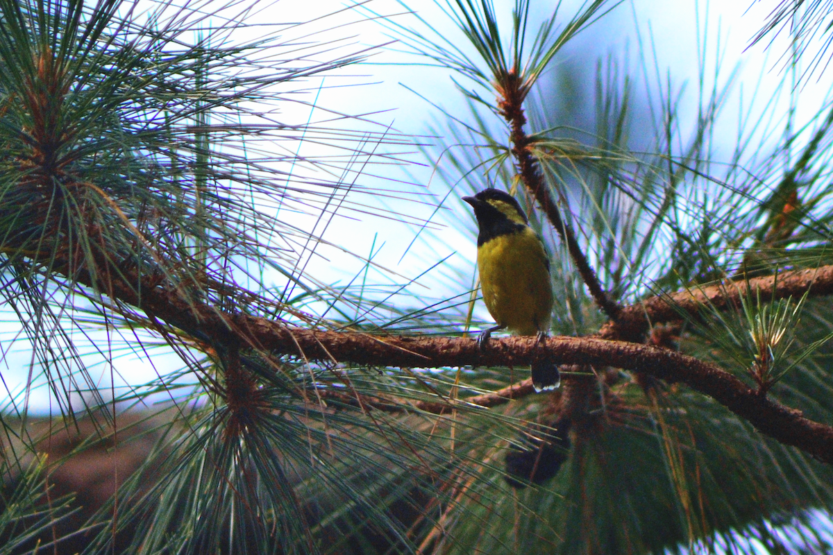 Elegant Tit - ML646237365