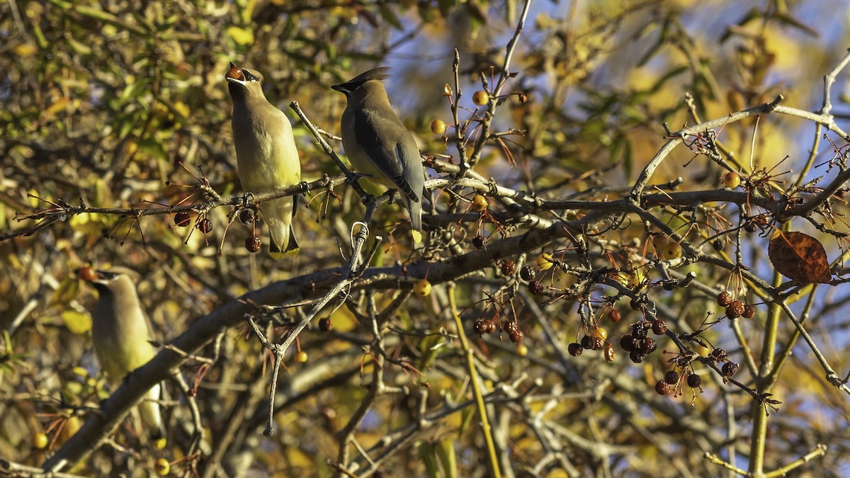Cedar Waxwing - ML646237366