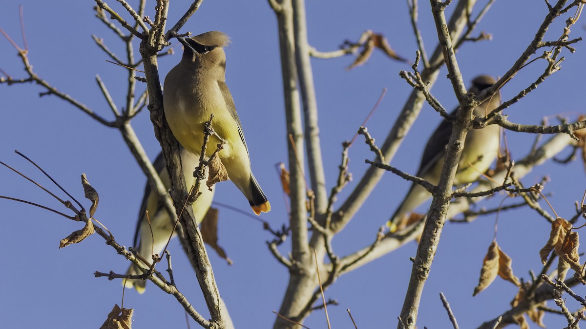 Cedar Waxwing - ML646237367