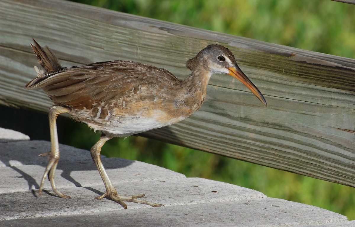 Clapper Rail - ML646237369