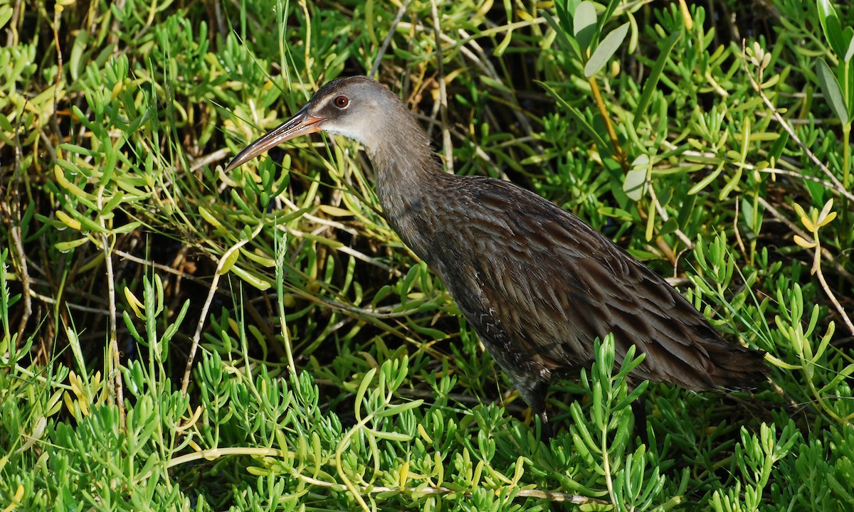 Clapper Rail - ML646237373