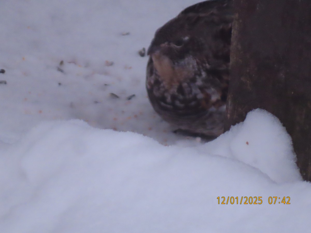 エリマキライチョウ - ML646237377