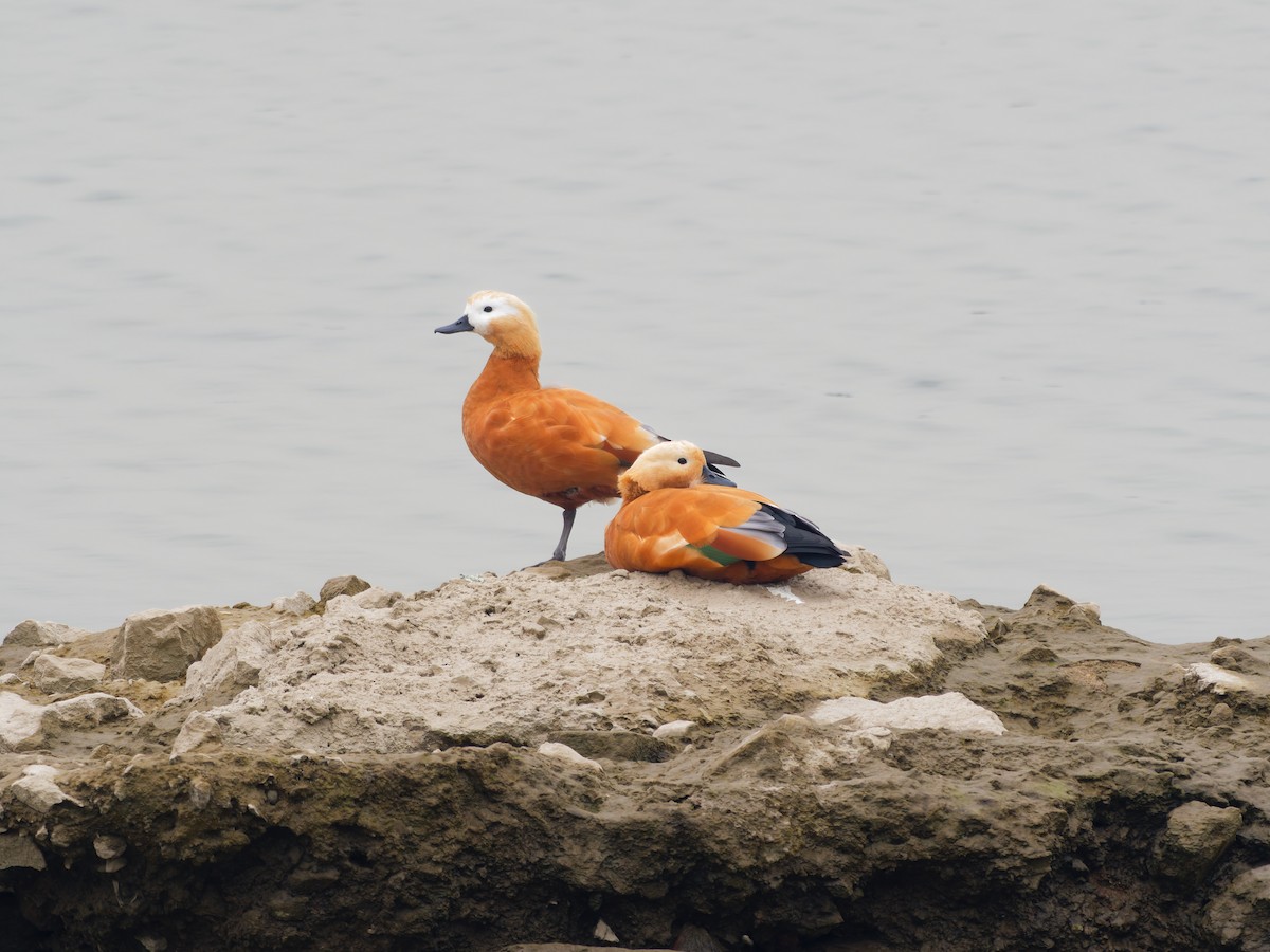 アカツクシガモ - ML646237380