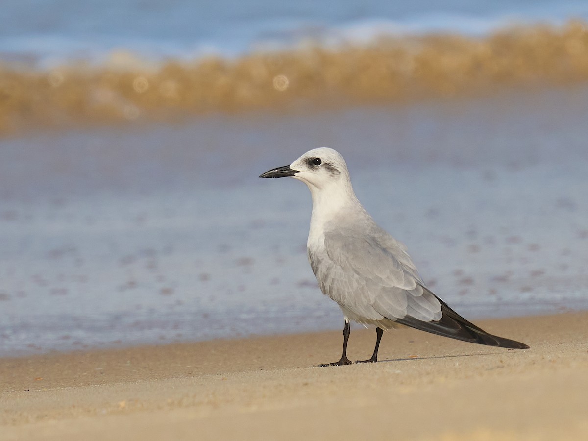 鷗嘴燕鷗 - ML646237383