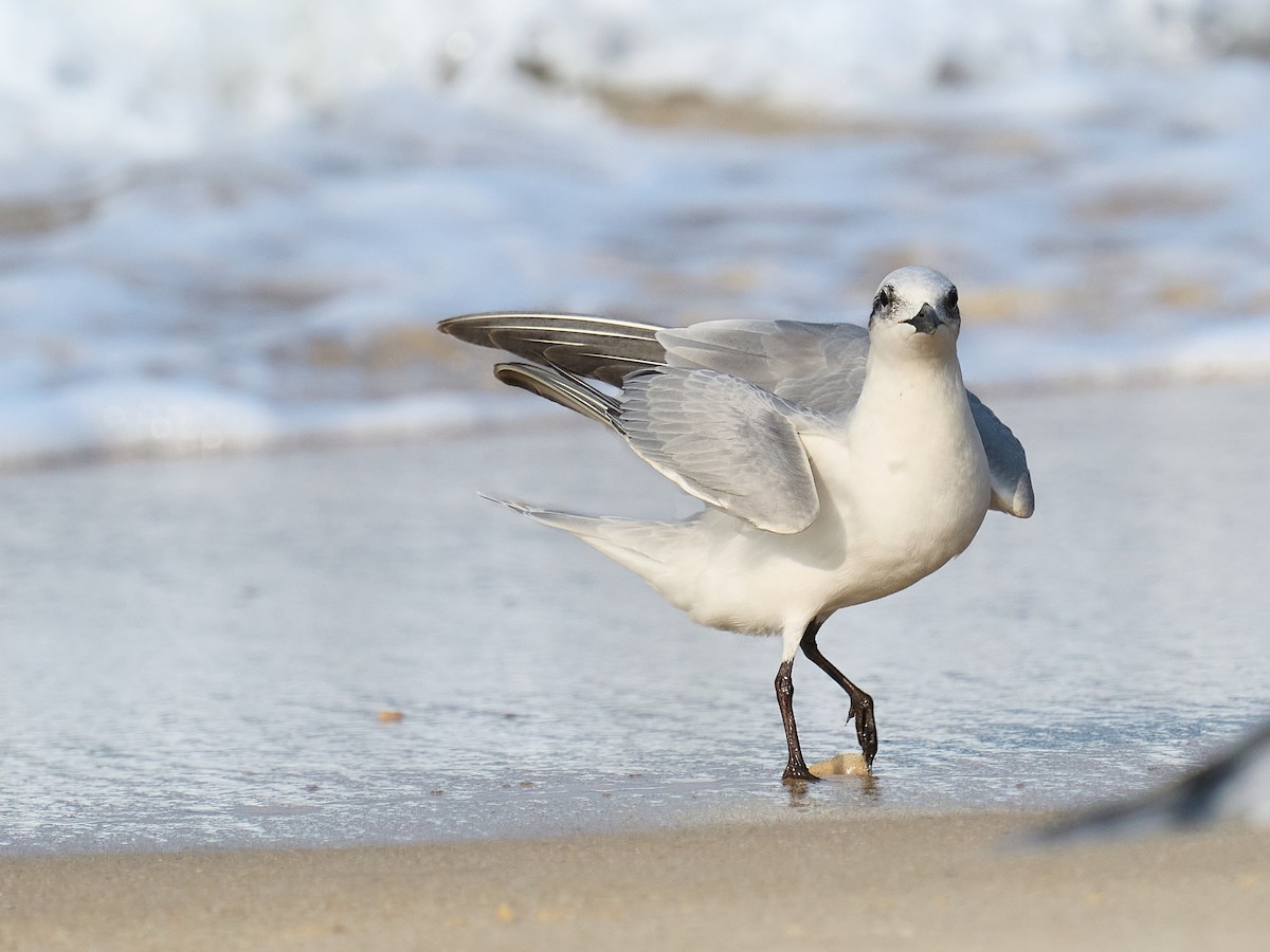 鷗嘴燕鷗 - ML646237384