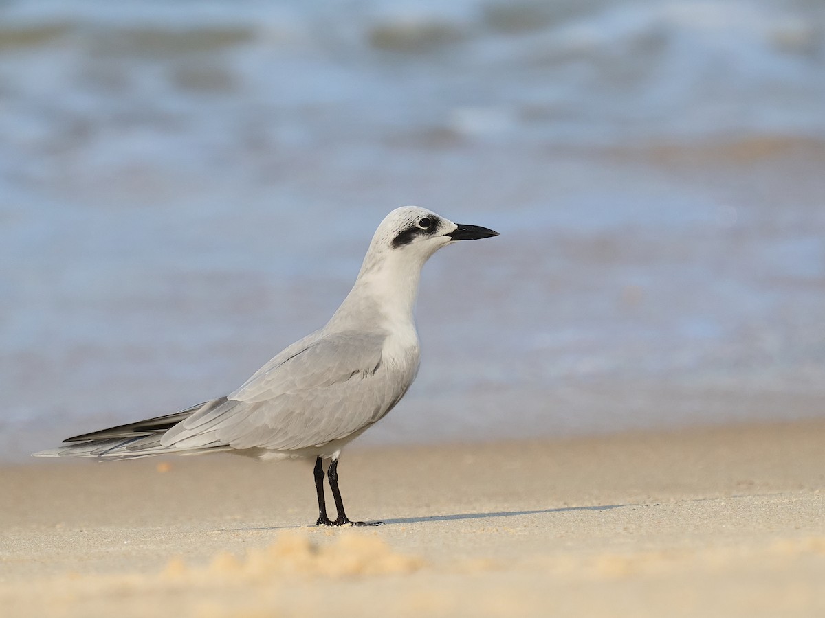 鷗嘴燕鷗 - ML646237385