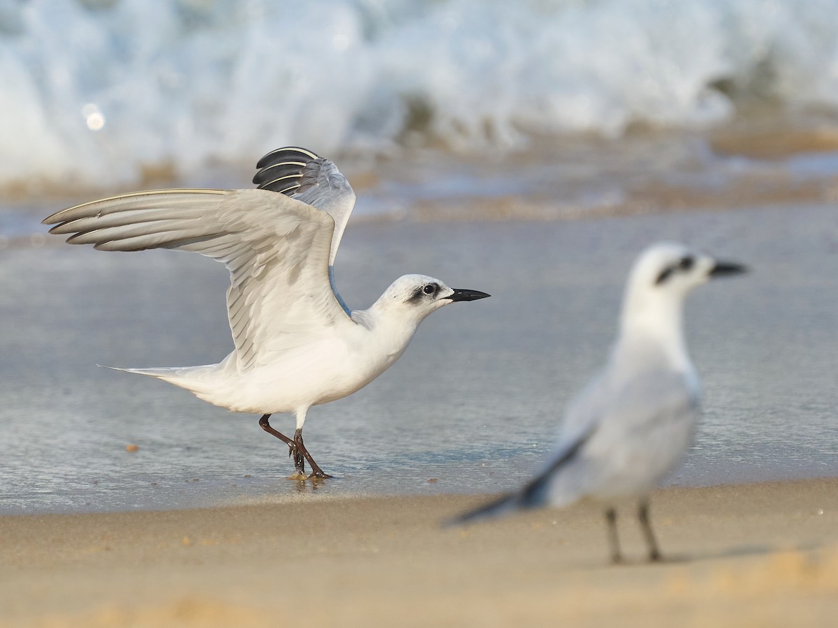 鷗嘴燕鷗 - ML646237386