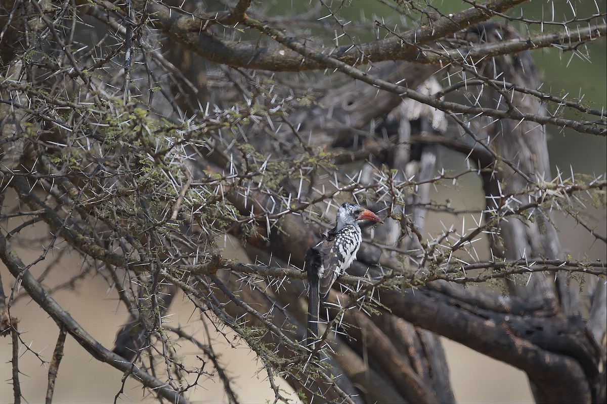 Northern Red-billed Hornbill - ML646237387