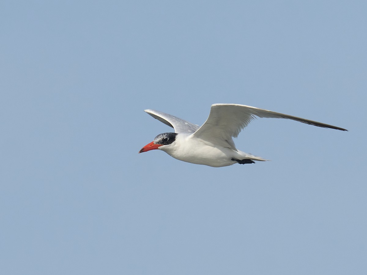 裏海燕鷗 - ML646237396