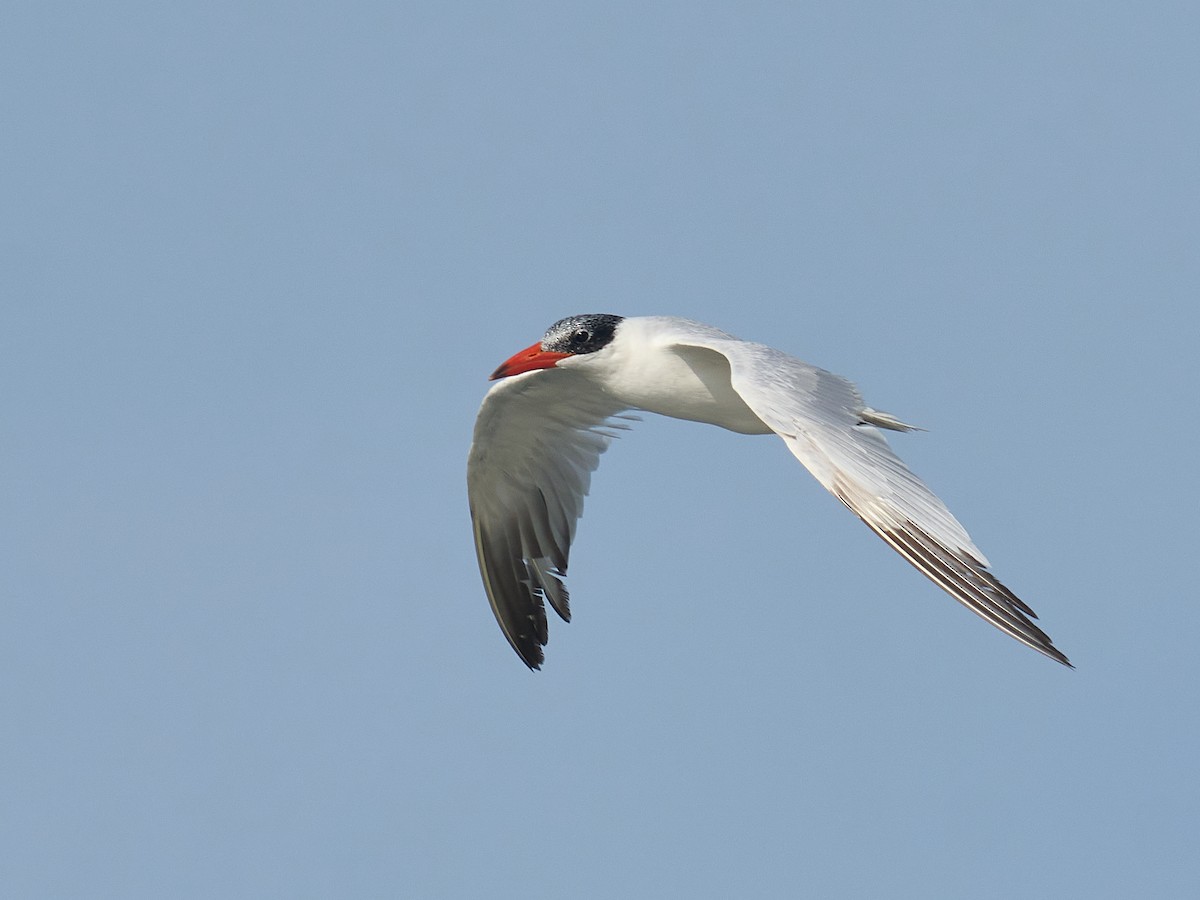 裏海燕鷗 - ML646237397