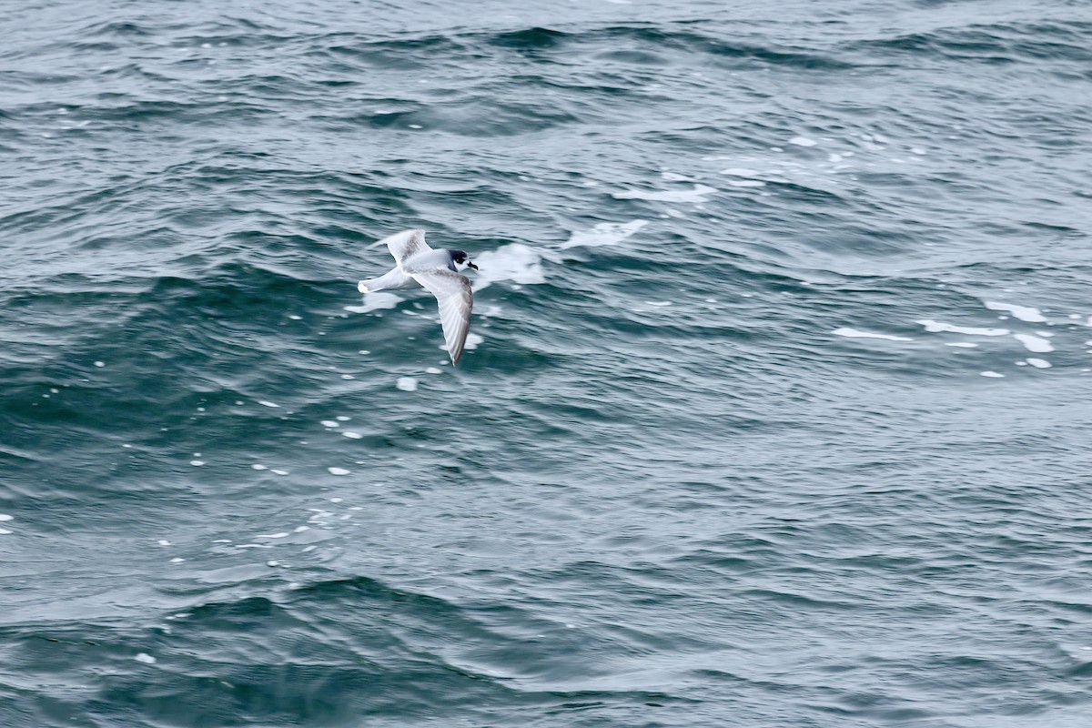 アオミズナギドリ - ML646237398