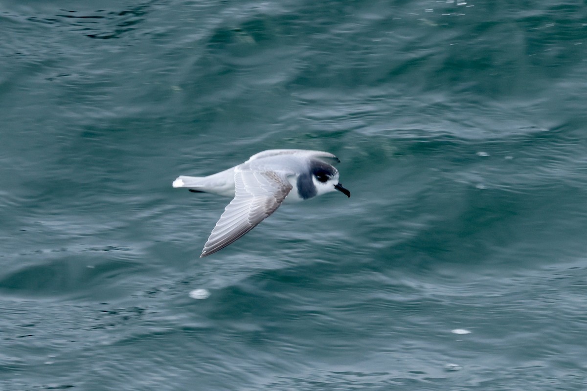 アオミズナギドリ - ML646237399