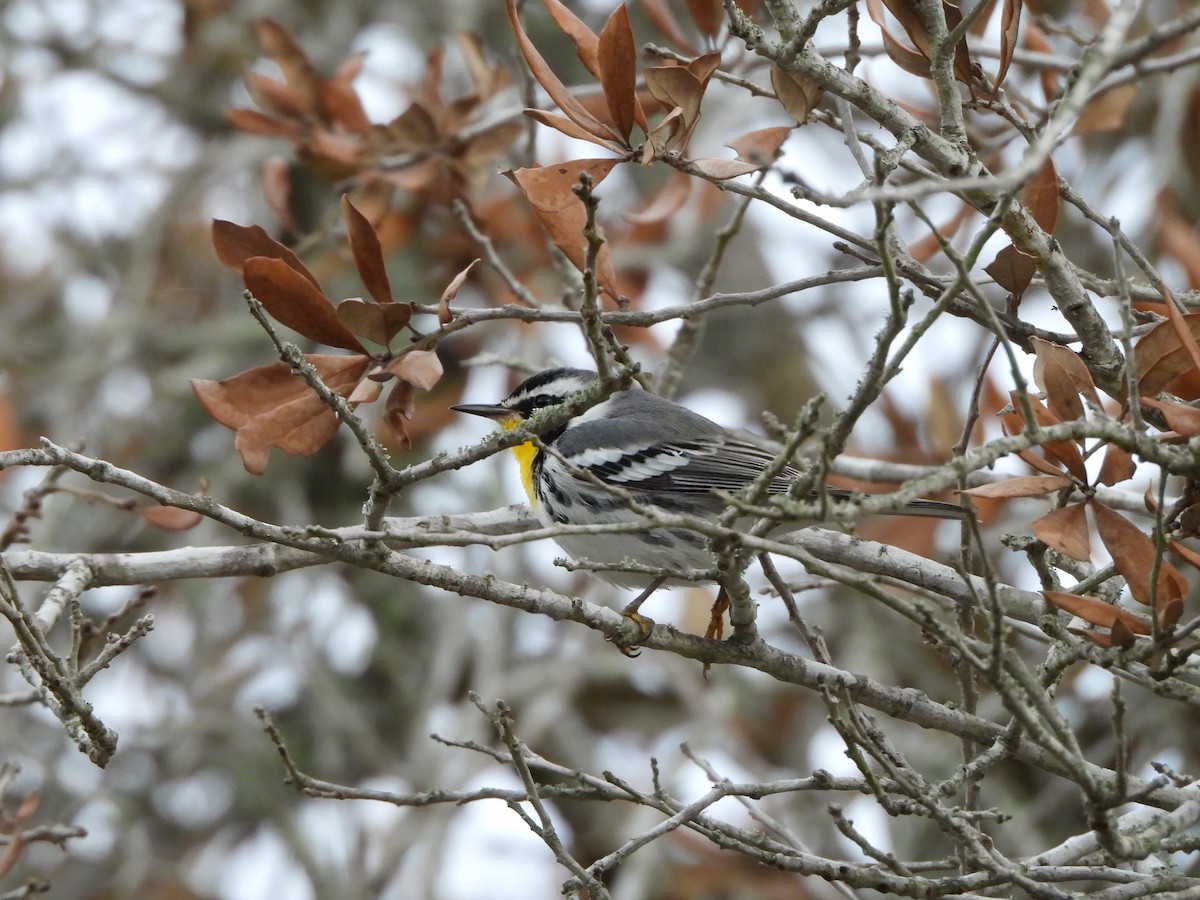 Желтогорлая древесница - ML646237402