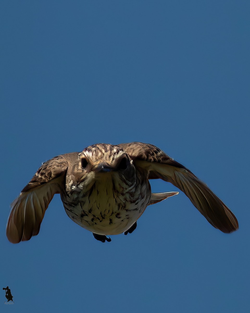 ムナフヒタキ - ML646237403