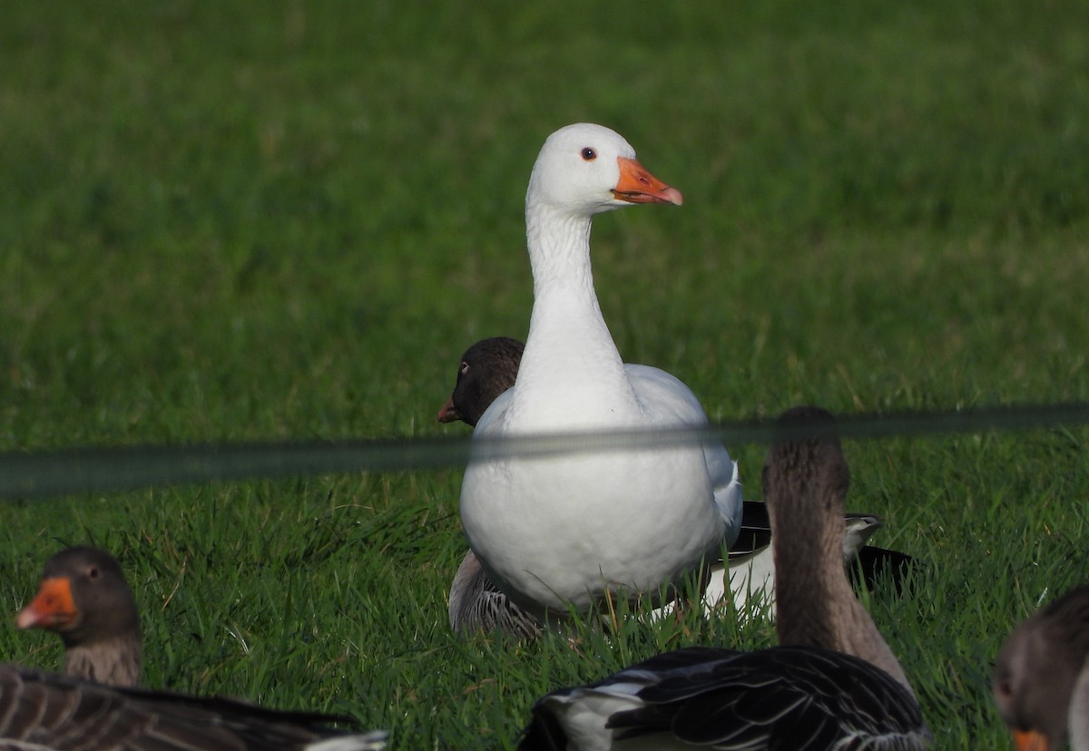 ハイイロガン - ML646237405