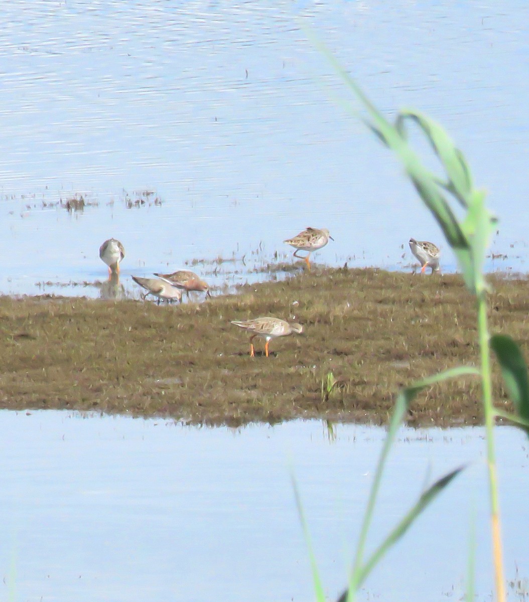 エリマキシギ - ML646237407