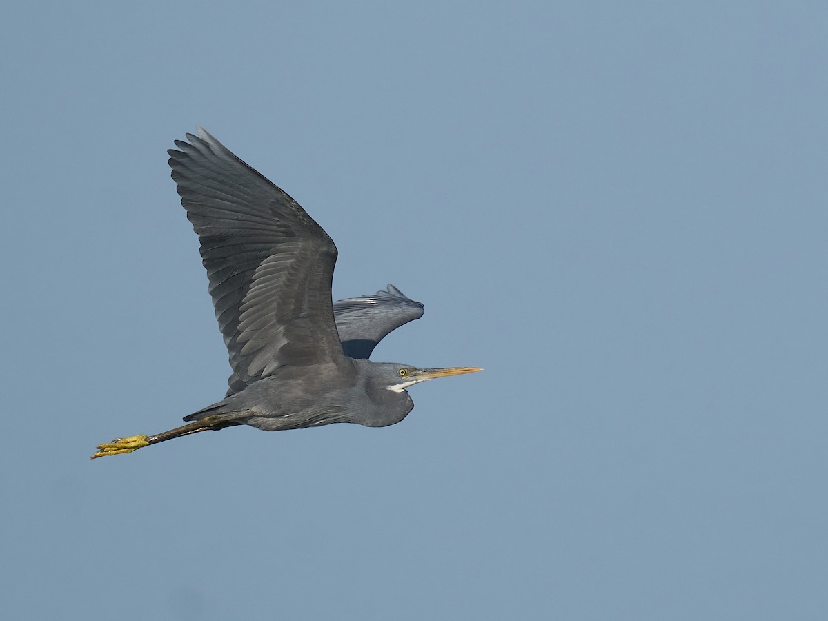 アフリカクロサギ - ML646237409