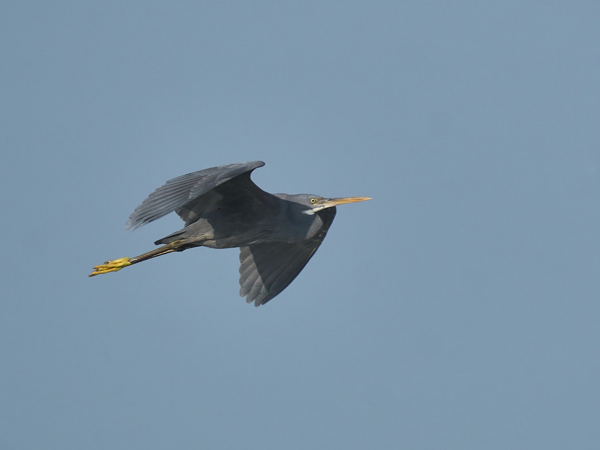 アフリカクロサギ - ML646237410