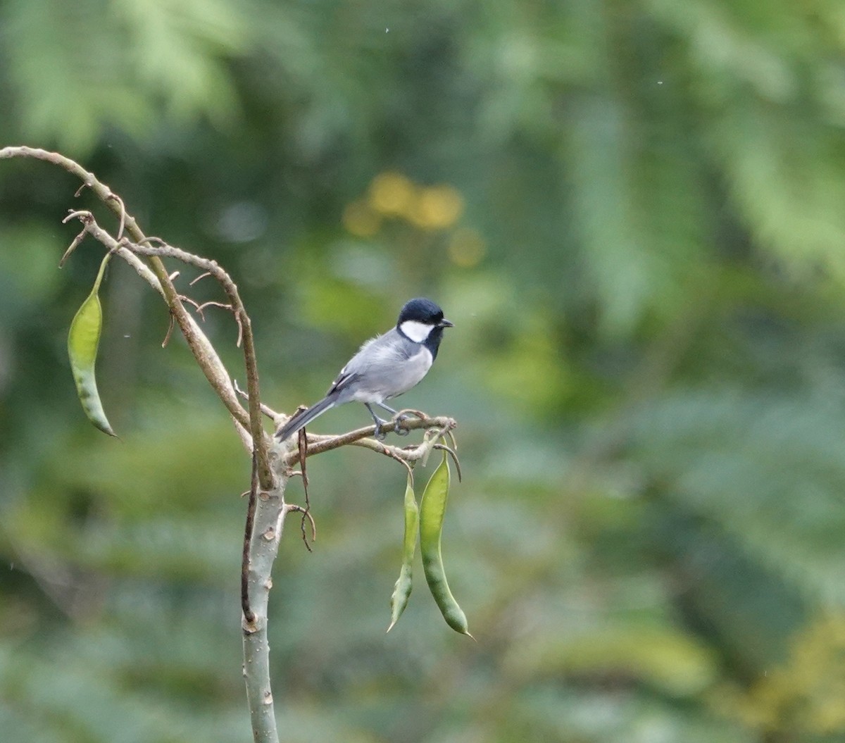 シジュウカラ - ML646237411