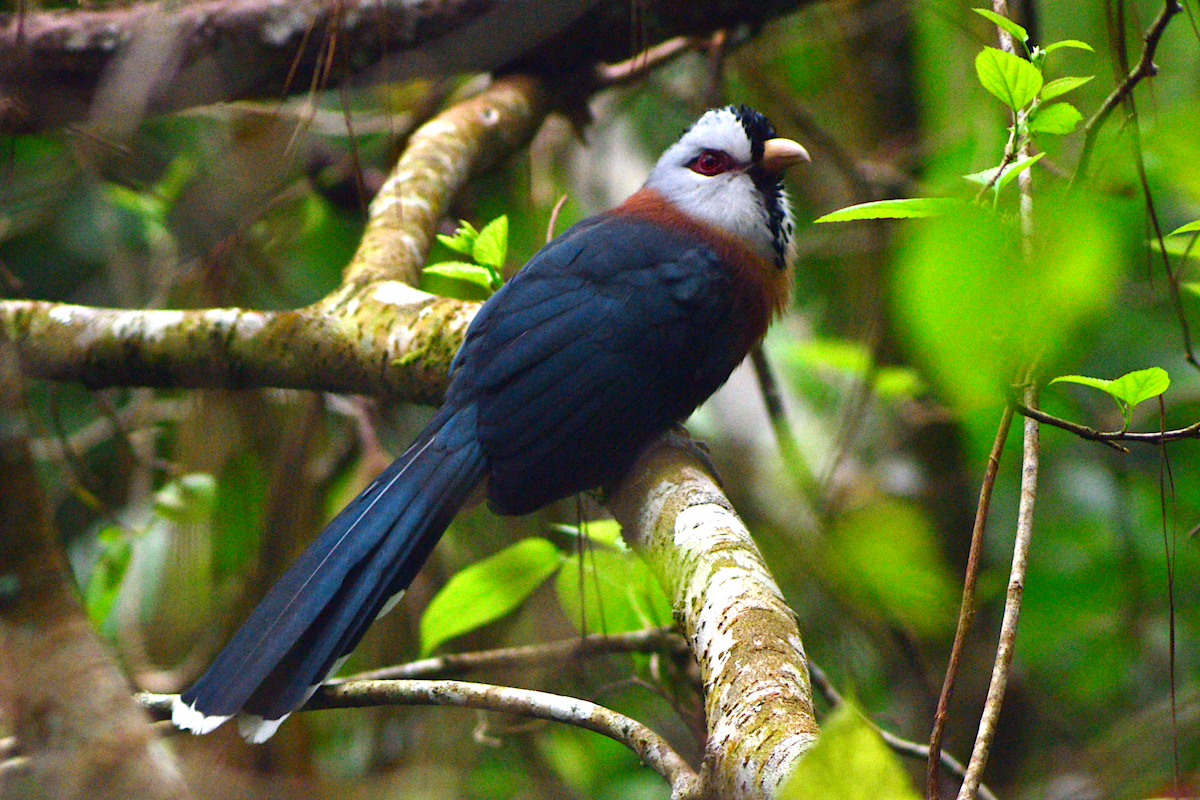 ウロコバンケンモドキ - ML646237412