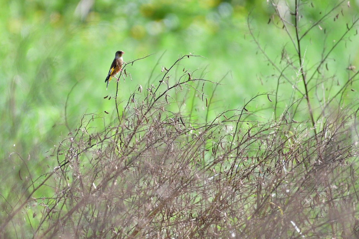 カワラヒワ - ML646237415