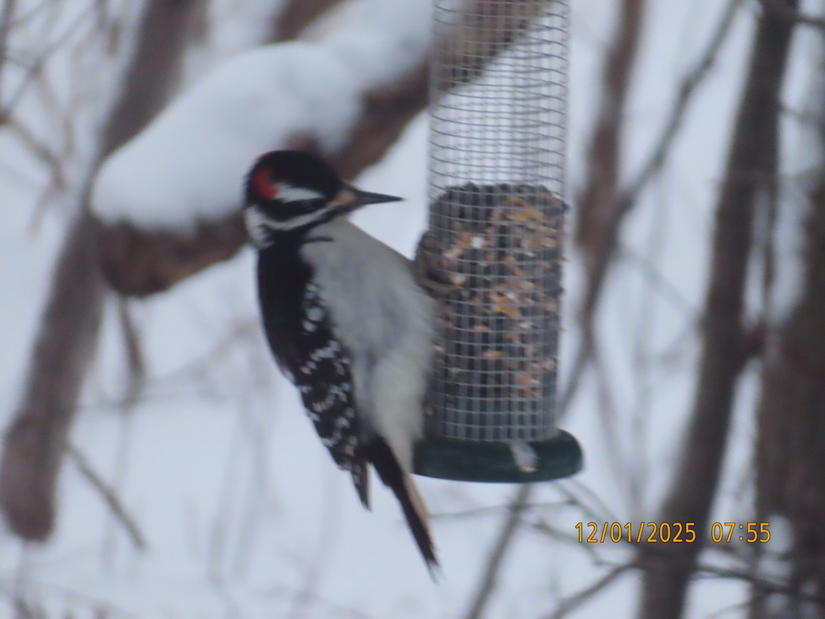 Hairy Woodpecker - ML646237416