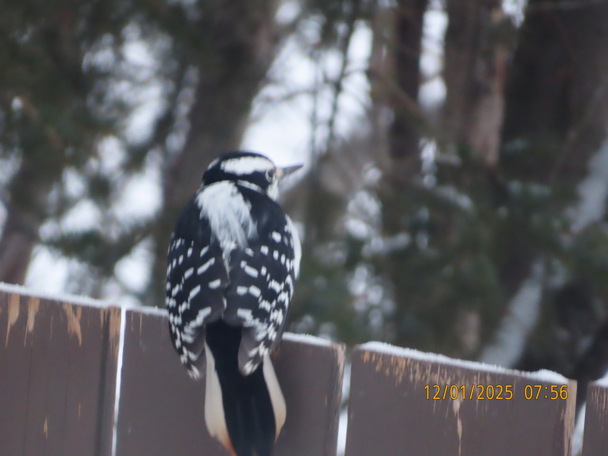 Hairy Woodpecker - ML646237418