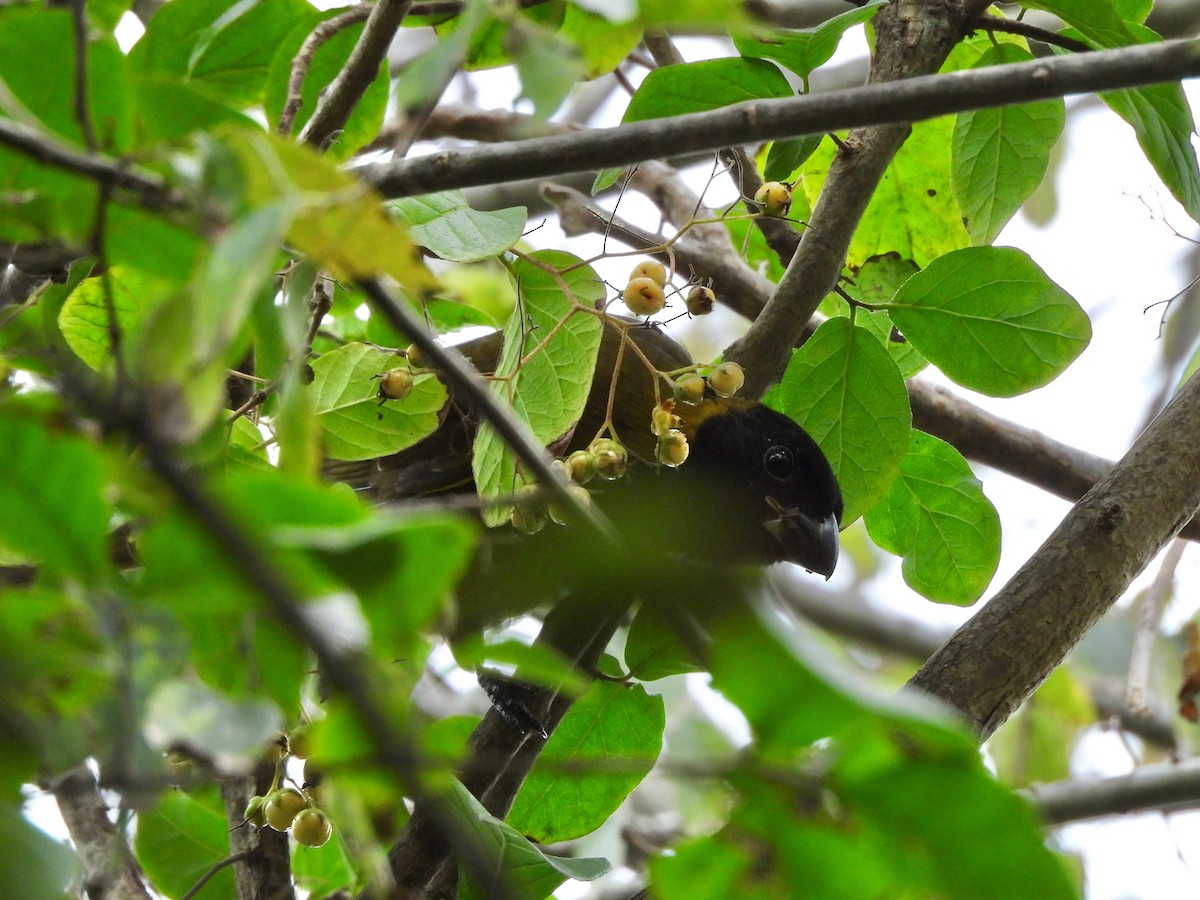 Crimson-collared Grosbeak - ML646237420
