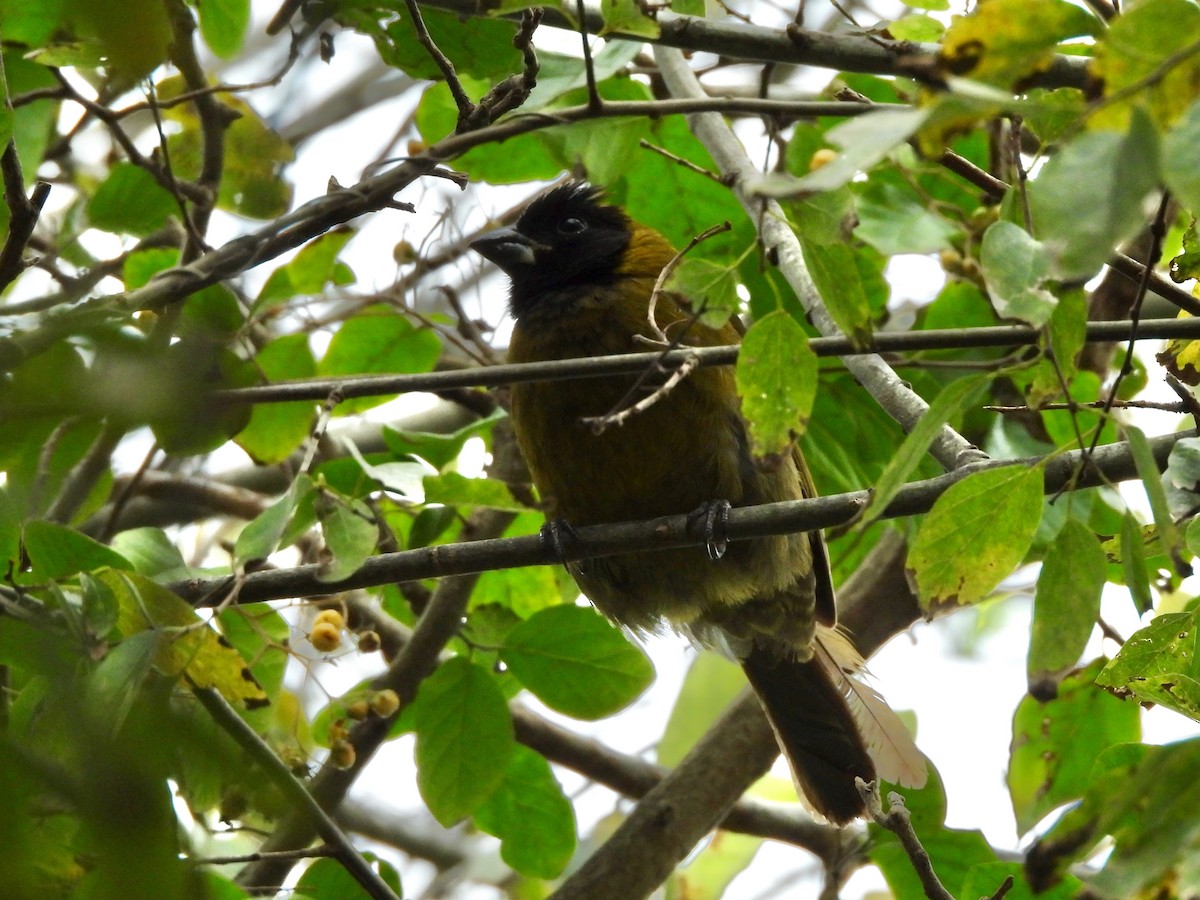 Crimson-collared Grosbeak - ML646237421