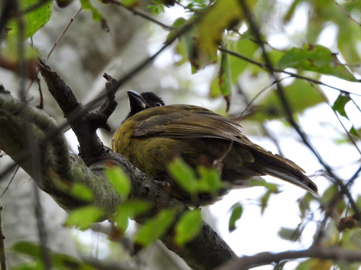Crimson-collared Grosbeak - ML646237422