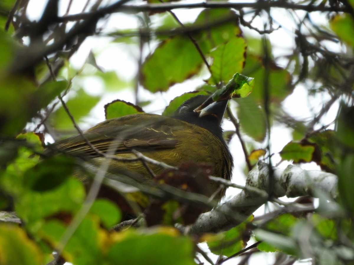 Crimson-collared Grosbeak - ML646237423