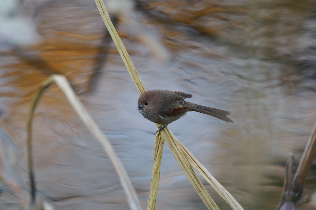 ダルマエナガ - ML646237424