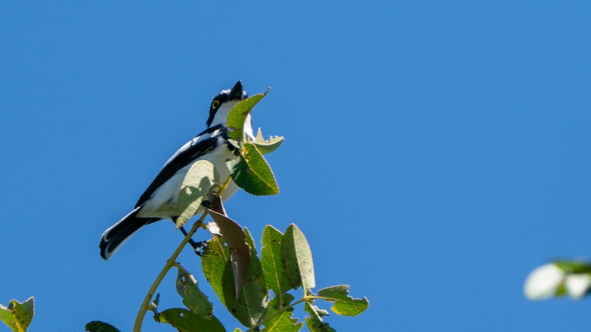 Western Black-headed Batis - ML646237427