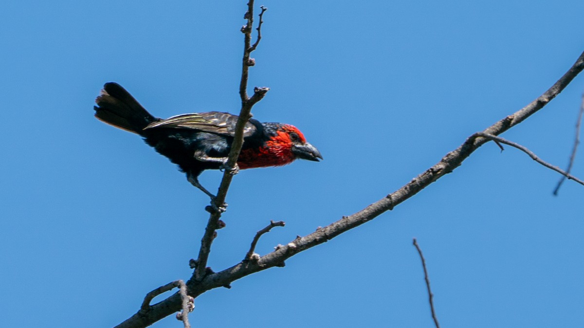 ハシグロゴシキドリ - ML646237430