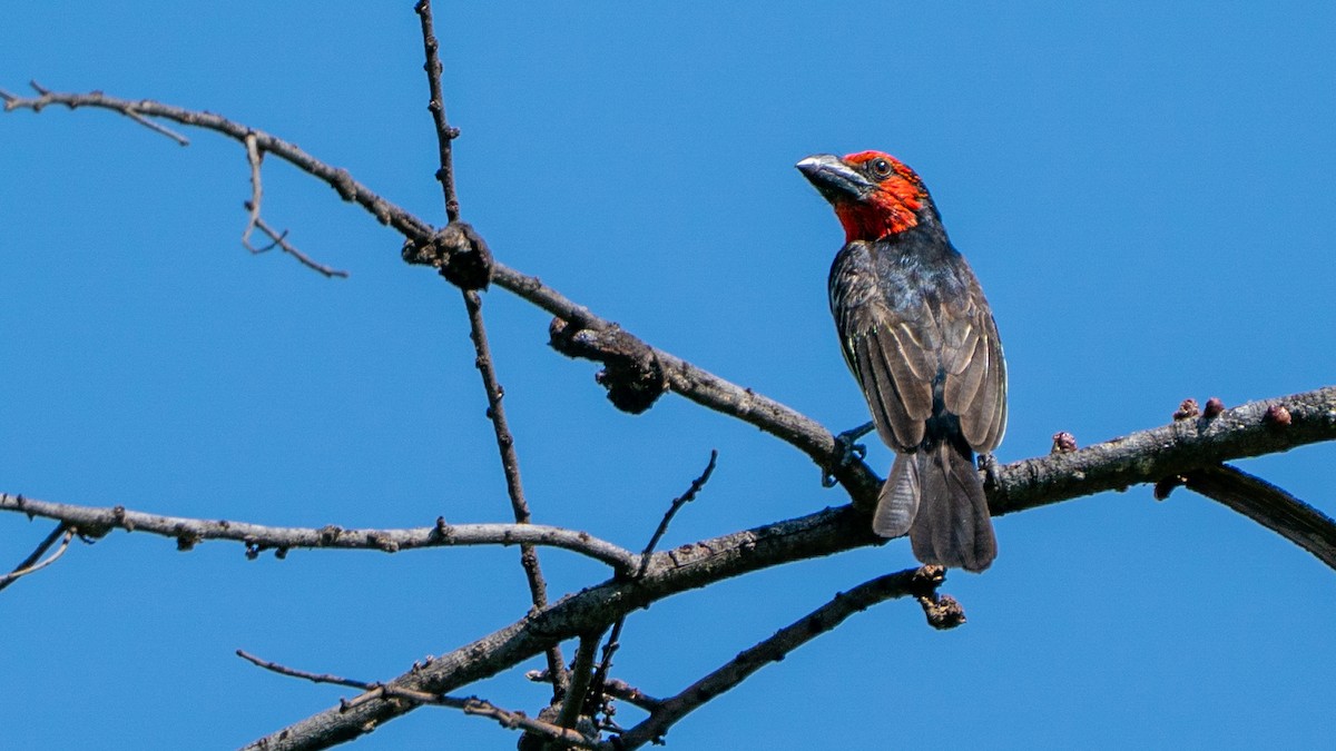 ハシグロゴシキドリ - ML646237431