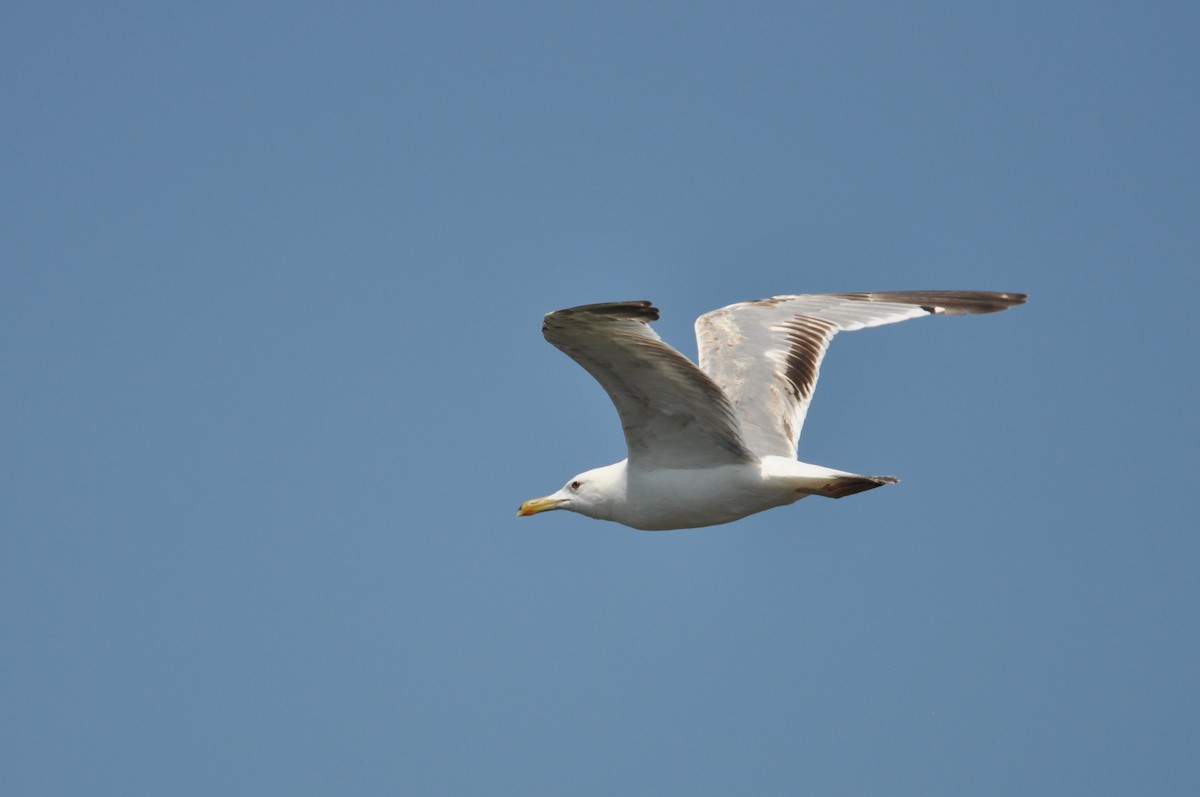 カスピセグロカモメ - ML646237432