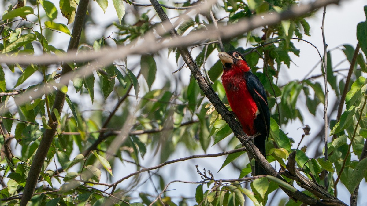 フタツハバシゴシキドリ - ML646237433