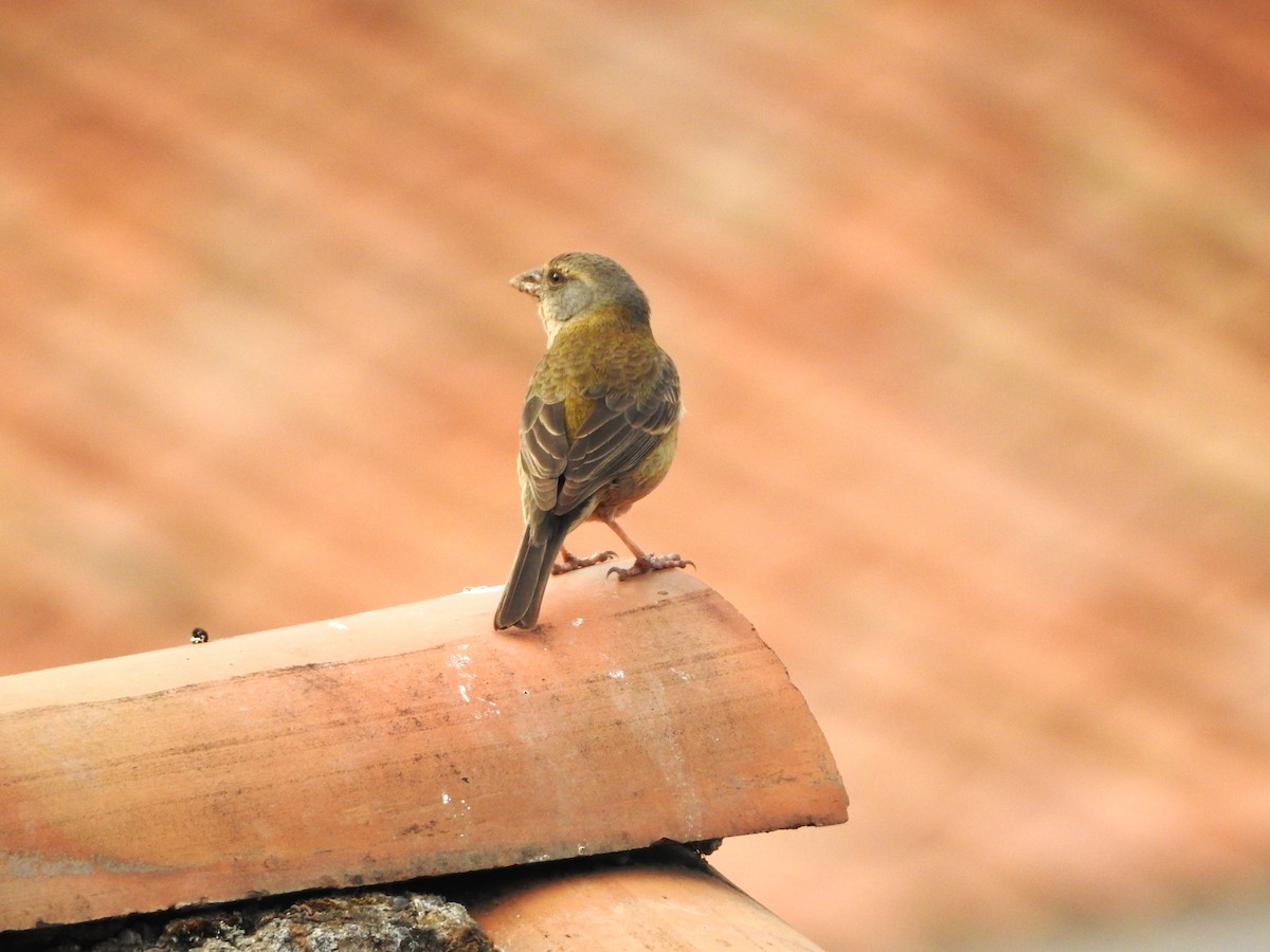 ペルーヤマシトド - ML646237435