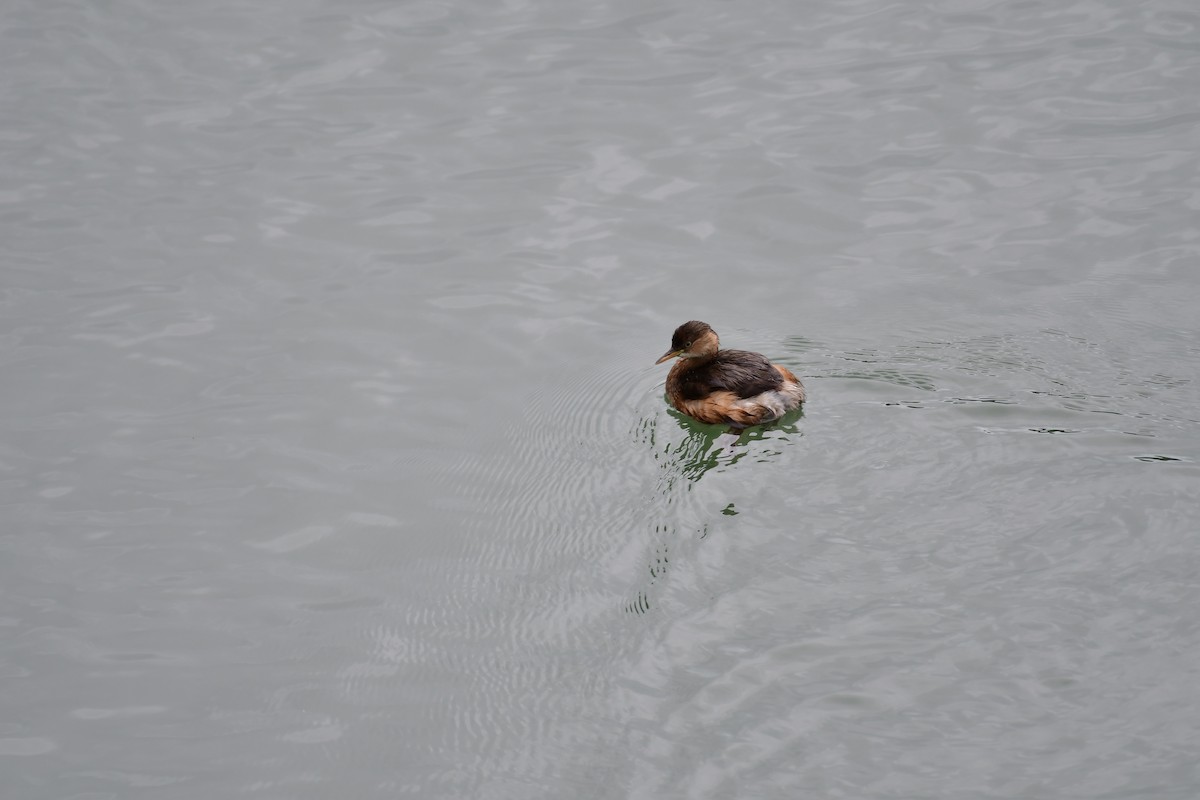 カイツブリ（ruficollis グループ） - ML646237437